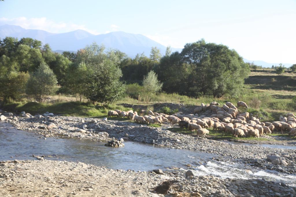 La Mosu Villa Porumbacu de Sus Bagian luar foto